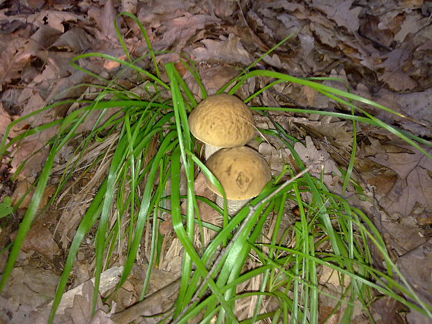 kozák hrabový Leccinum pseudoscabrum (Kallenb.) Šutara