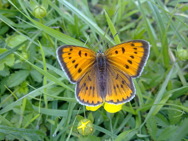 ohniváčik veľký Lycaena dispar