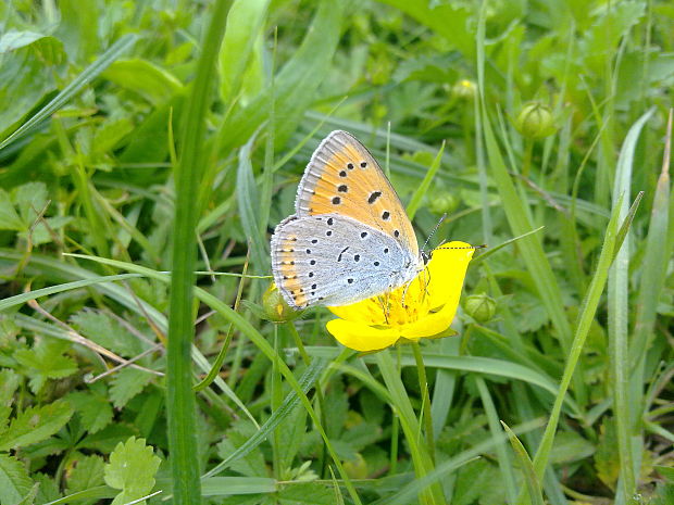 ohniváčik veľký Lycaena dispar