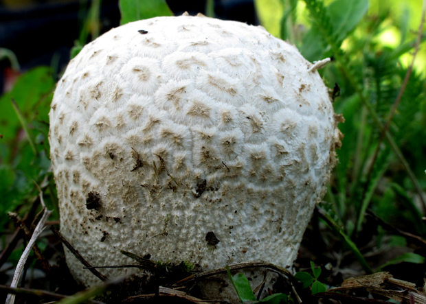 rozpadavec dlabaný Lycoperdon utriforme Bull.