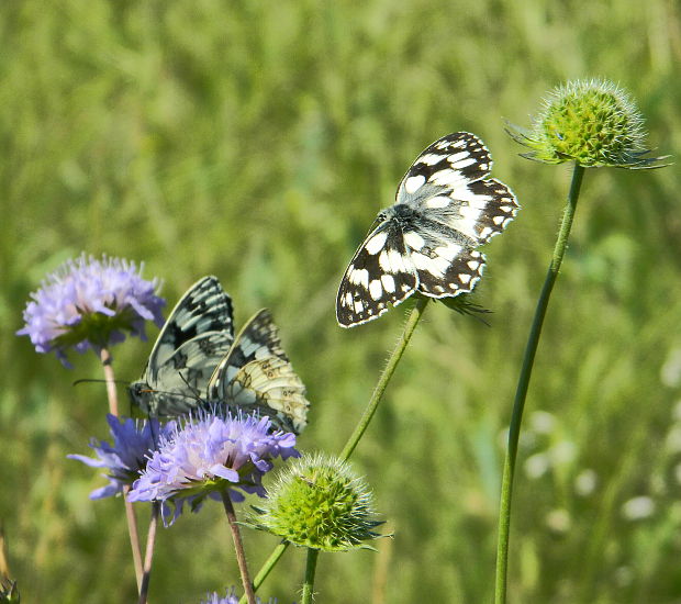 očkáň timotejkový Melanargia galathea