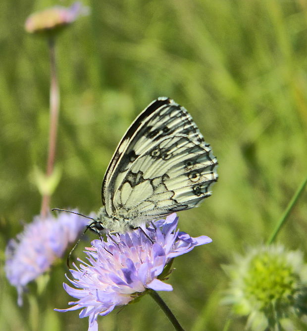 očkáň timotejkový Melanargia galathea