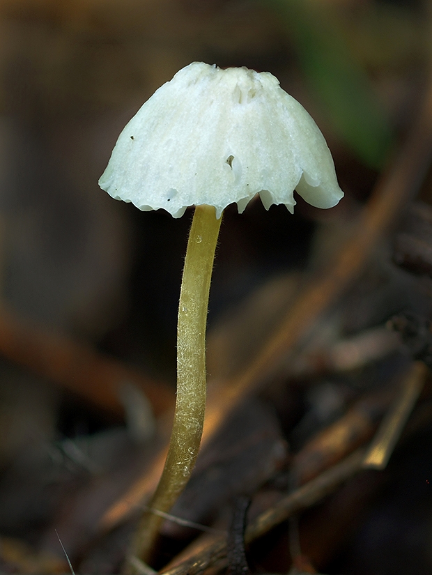 prilbička slizká Mycena epipterygia (Scop.) Gray