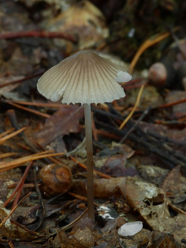 prilbička Mycena sp.