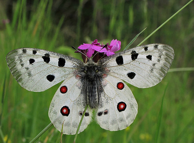 jasoň červenooký   Parnassius apollo