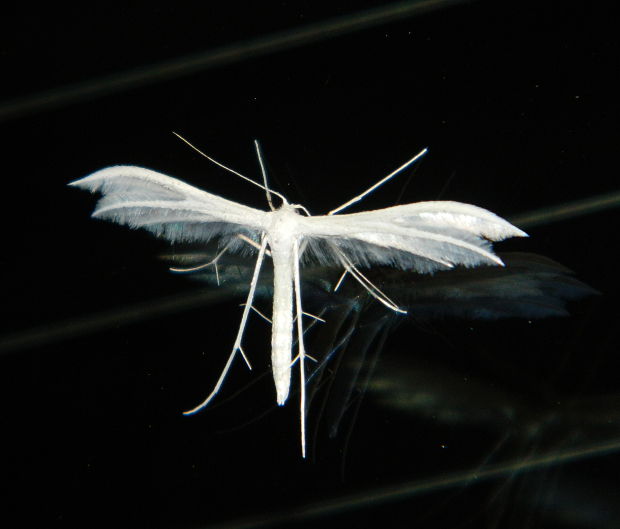 pierkavec povojový Pterophorus pentadactyla