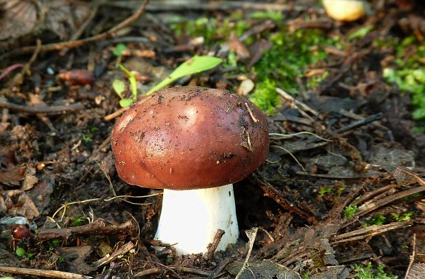 plávka Russula sp.