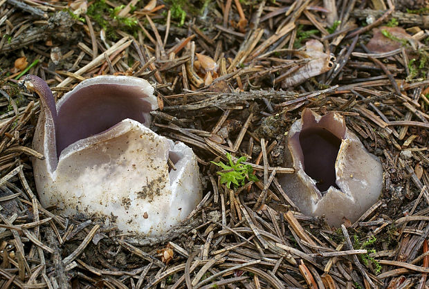 tulipánovka fialová Sarcosphaera coronaria (Jacq.) J. Schröt.