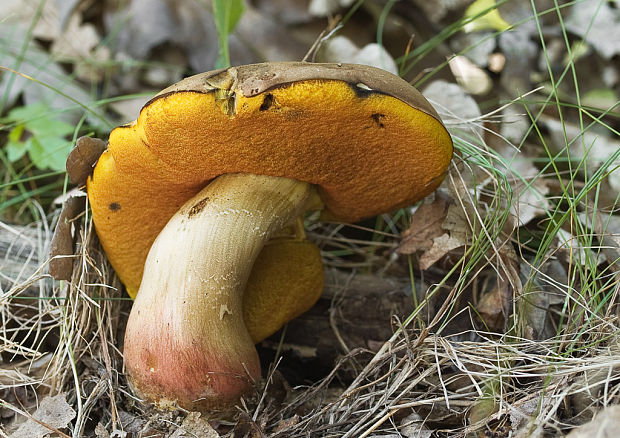 hríb zrnitohlúbikový Sutorius luridiformis (Rostk.) G. Wu & Zhu L. Yang