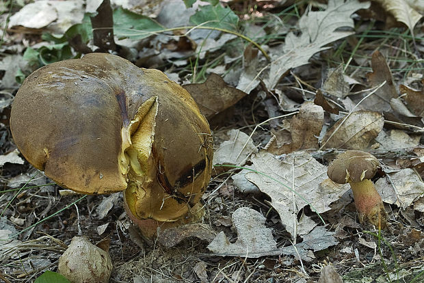 hríb zrnitohlúbikový Sutorius luridiformis (Rostk.) G. Wu & Zhu L. Yang