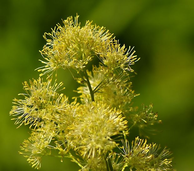 žltuška lesklá Thalictrum lucidum L.