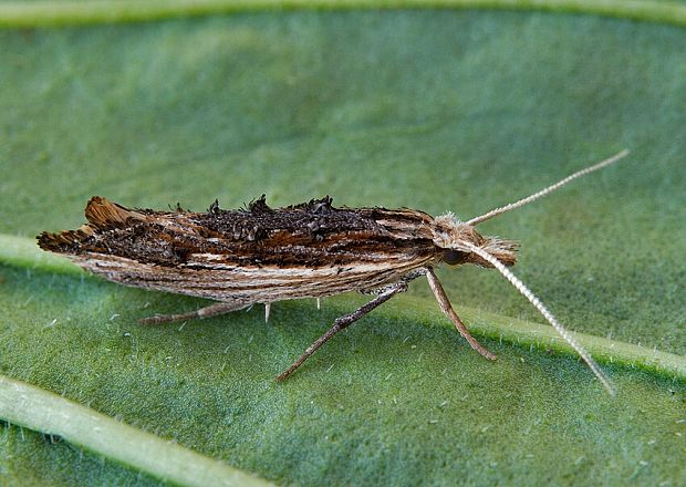 molička hrušková Ypsolopha scabrella