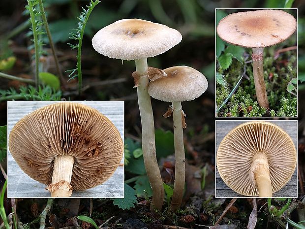 poľnička Agrocybe sp.