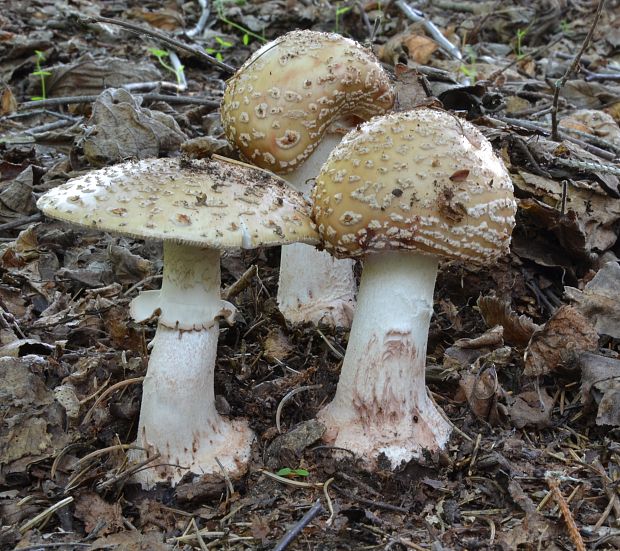 muchotrávka červenkastá Amanita rubescens Pers.