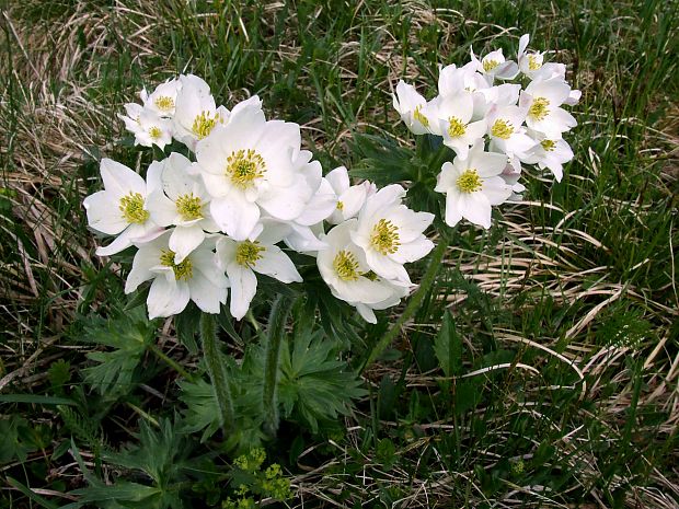 veternica narcisokvetá Anemone narcissiflora L.