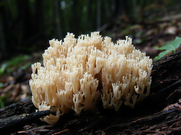 korunovec svietnikovitý Artomyces pyxidatus (Pers.) Jülich