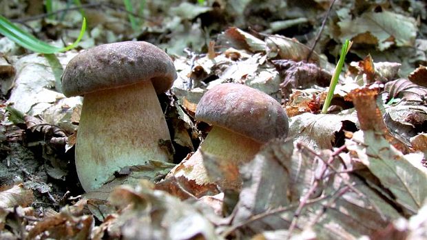 hríb sosnový Boletus pinophilus Pil. et Dermek in Pil.