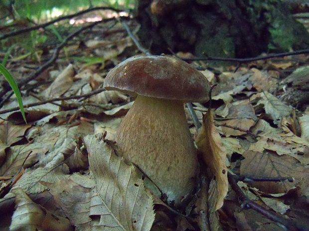 hríb dubový Boletus reticulatus Schaeff.