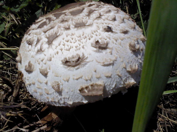 bedľa červenejúca Chlorophyllum rachodes (Vittad.) Vellinga