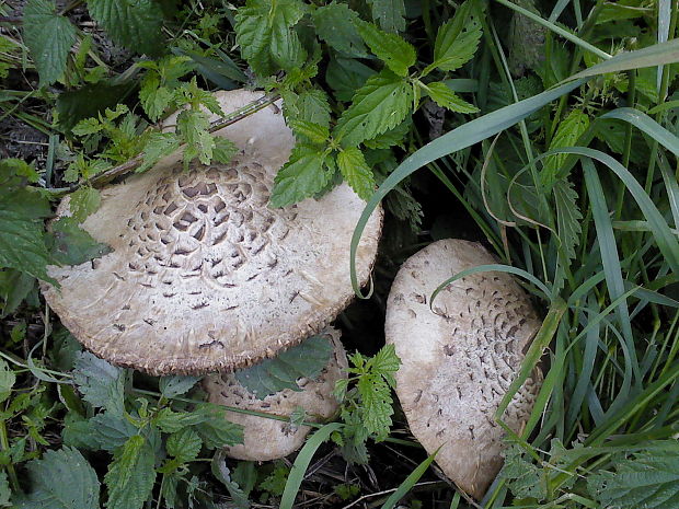 bedľa červenejúca Chlorophyllum rachodes (Vittad.) Vellinga