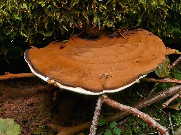 lesklokôrovka plochá Ganoderma applanatum (Pers.) Pat.