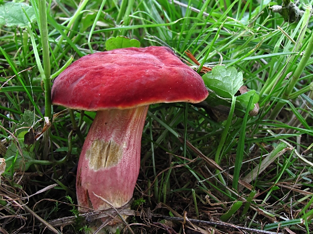 suchohríb karmínový Hortiboletus rubellus (Krombh.) Simonini, Vizzini & Gelardi