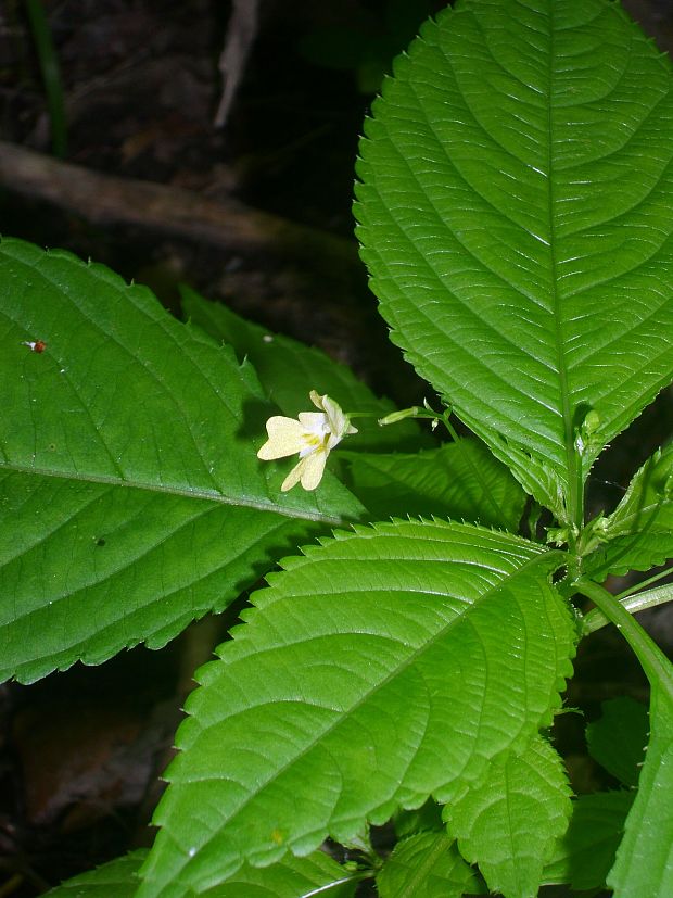 netýkavka malokvetá. Impatiens parviflora  DC.