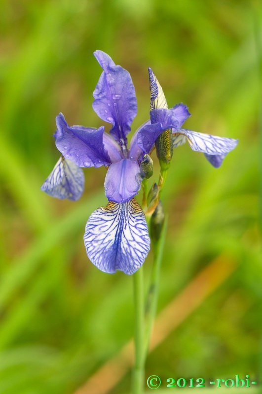 kosatec sibírsky Iris sibirica L.