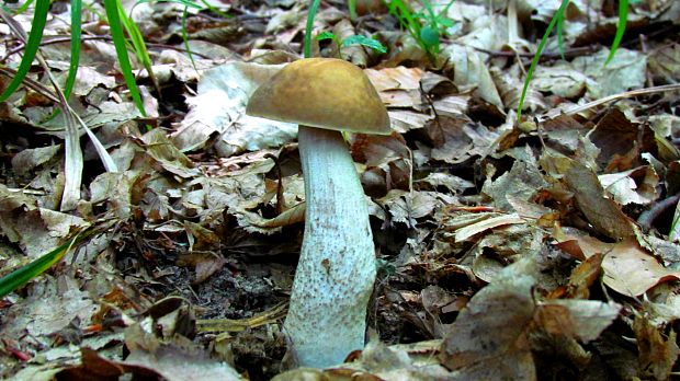 kozák hrabový Leccinum pseudoscabrum (Kallenb.) Šutara