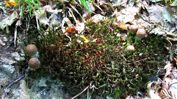 kozák hrabový Leccinum pseudoscabrum (Kallenb.) Šutara