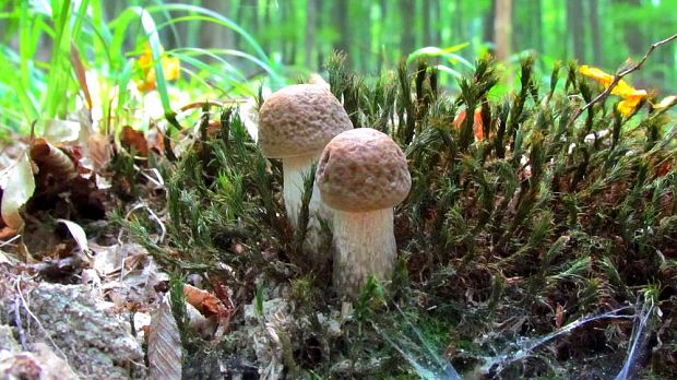 kozák hrabový Leccinum pseudoscabrum (Kallenb.) Šutara