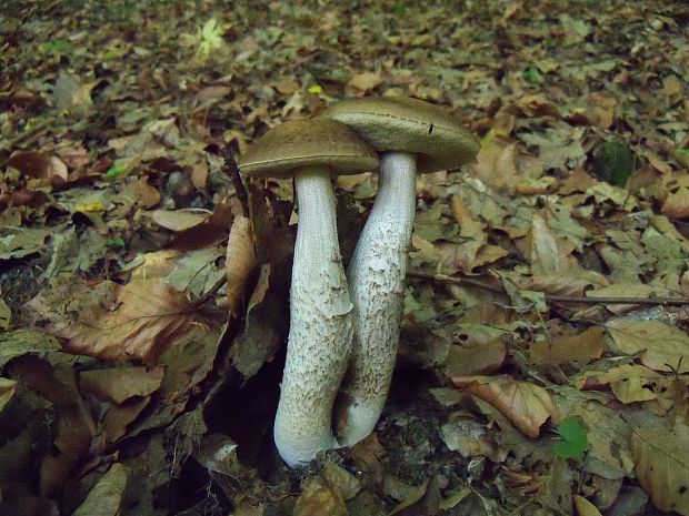 kozák hrabový Leccinum pseudoscabrum (Kallenb.) Šutara