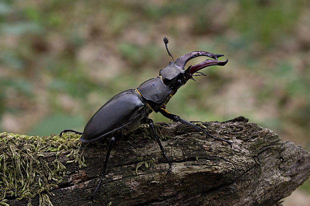 roháč veľký Lucanus cervus