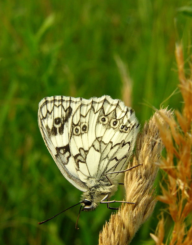 očkáň timotejkový Melanargia galathea  Linnaeus, 1758