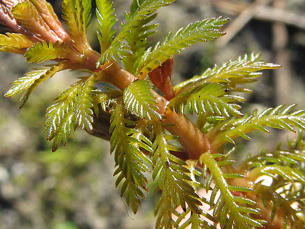 stolístok praslenatý Myriophyllum verticillatum L.