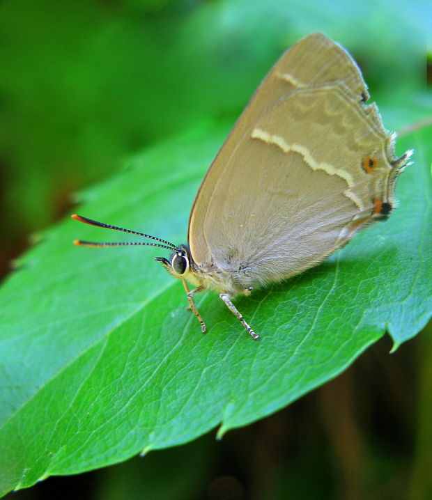 ostrožkár dubový Neozephyrus quercus