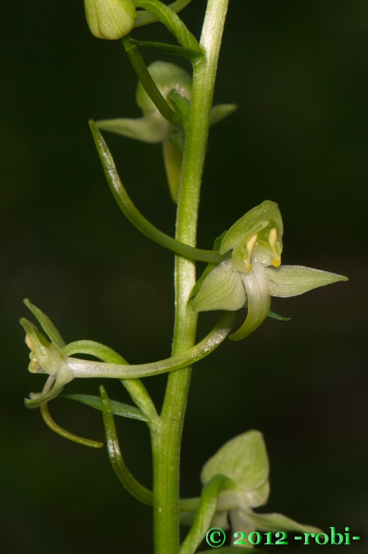 vemenník zelenkastý Platanthera chlorantha (Custer) Reinchenb.