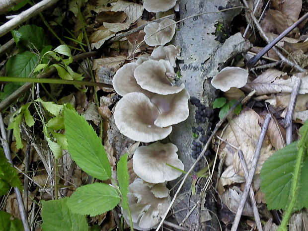 hliva buková Pleurotus pulmonarius (Fr.) Quél.