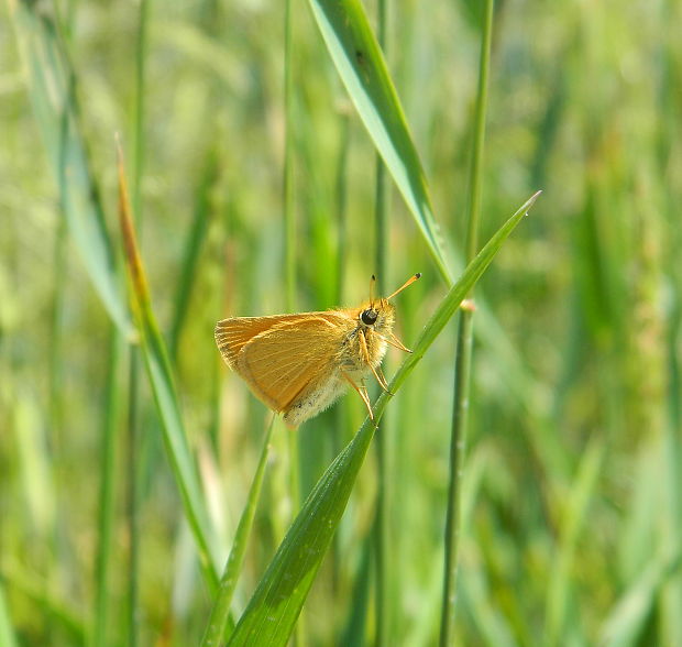 súmračník čiarkový  Thymelicus lineola