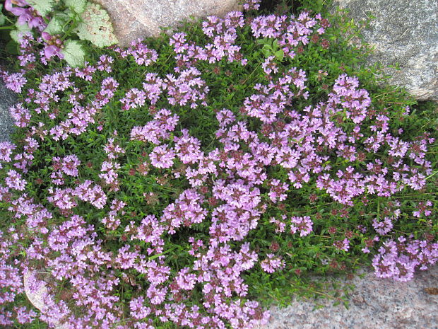 dúška Thymus sp.