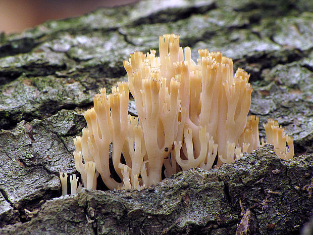 korunovec svietnikovitý Artomyces pyxidatus (Pers.) Jülich