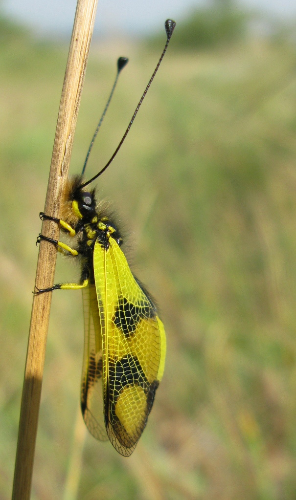 askalafus škvrnitokrídly Ascalaphus macaronius