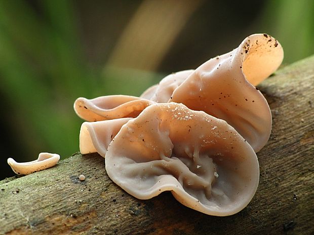 uchovec bazový-boltcovitka ucho Jidášovo Auricularia auricula-judae (Bull.) Quél.