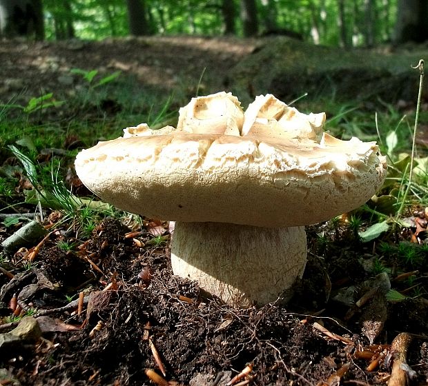 hríb smrekový Boletus edulis Bull.