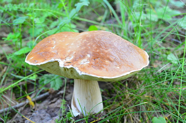 hríb sosnový? Boletus pinophilus? Pil. et Dermek in Pil.