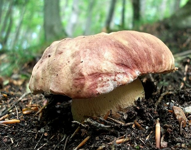 hríb sosnový Boletus pinophilus Pil. et Dermek in Pil.