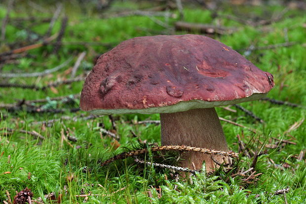 hríb sosnový Boletus pinophilus Pil. et Dermek in Pil.