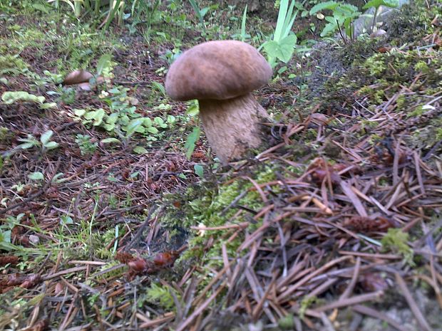 hríb dubový Boletus reticulatus Schaeff.