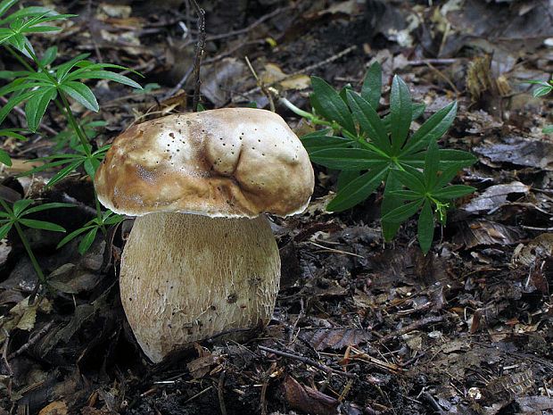 hríb dubový Boletus reticulatus Schaeff.