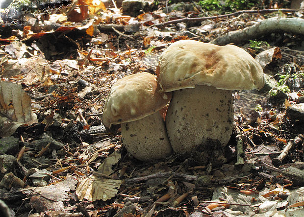 hríb dubový Boletus reticulatus Schaeff.